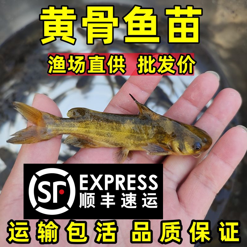 Жареная рыба с желтым острым вкусом, мальки желтой рыбы, съедобные живые рыбы