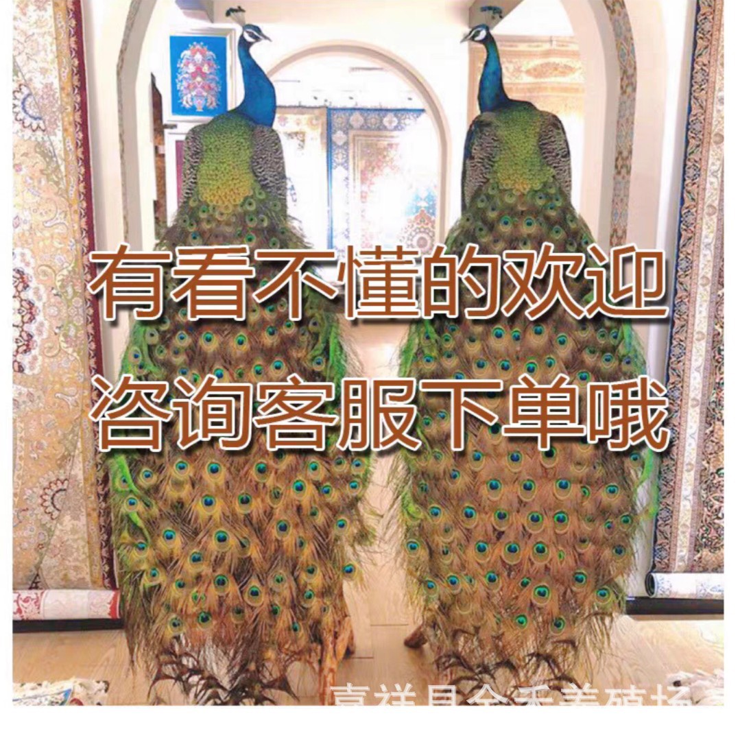 How Much Does a Handmade Peacock Specimen Cost? Wholesale Blue and White Flower Peacock Specimens for Home and Office High-End Ornaments All Year Round
