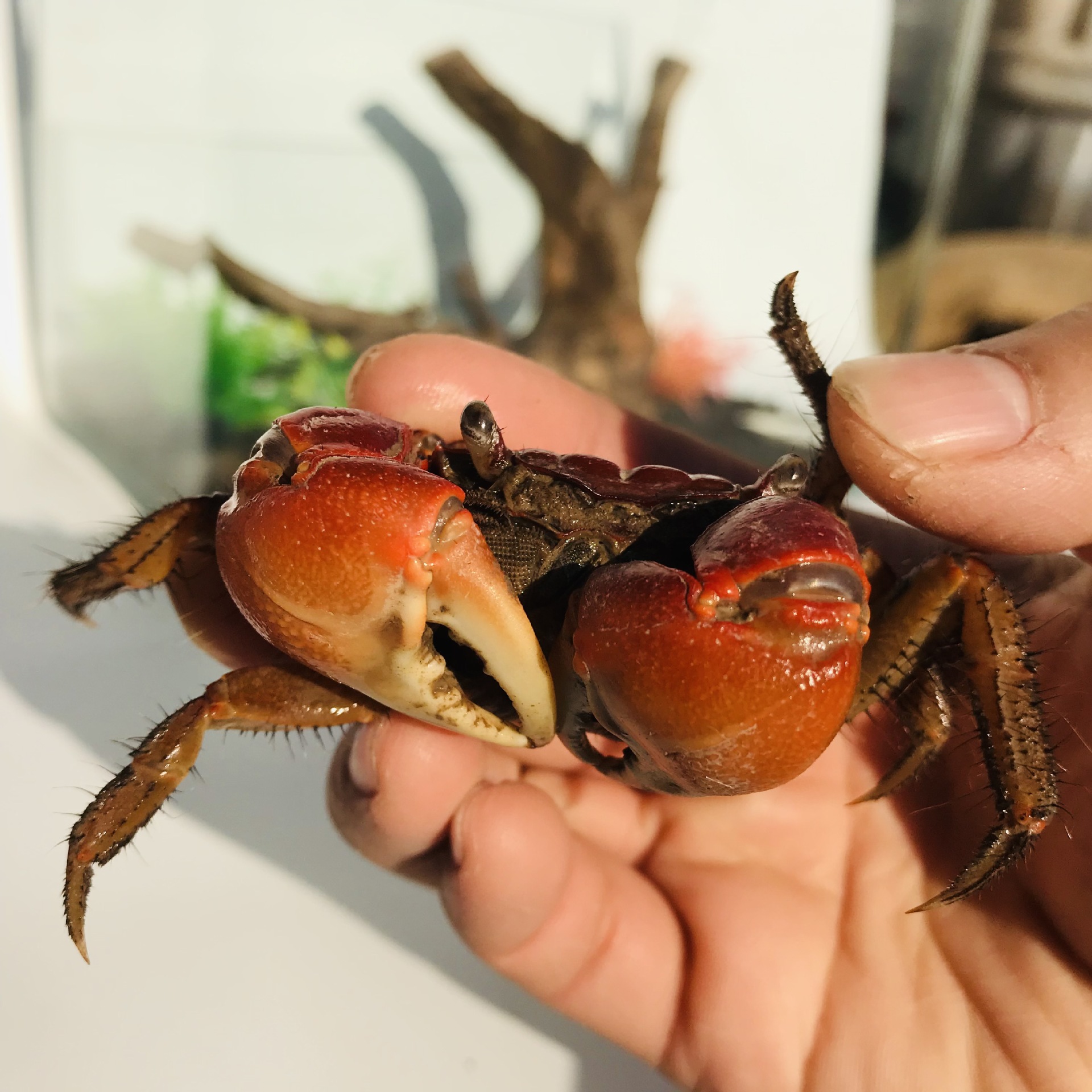 Hand crab living red Aoao ornamental crab pepper crab general crab Independent box packaging bag transportation risk large wholesale