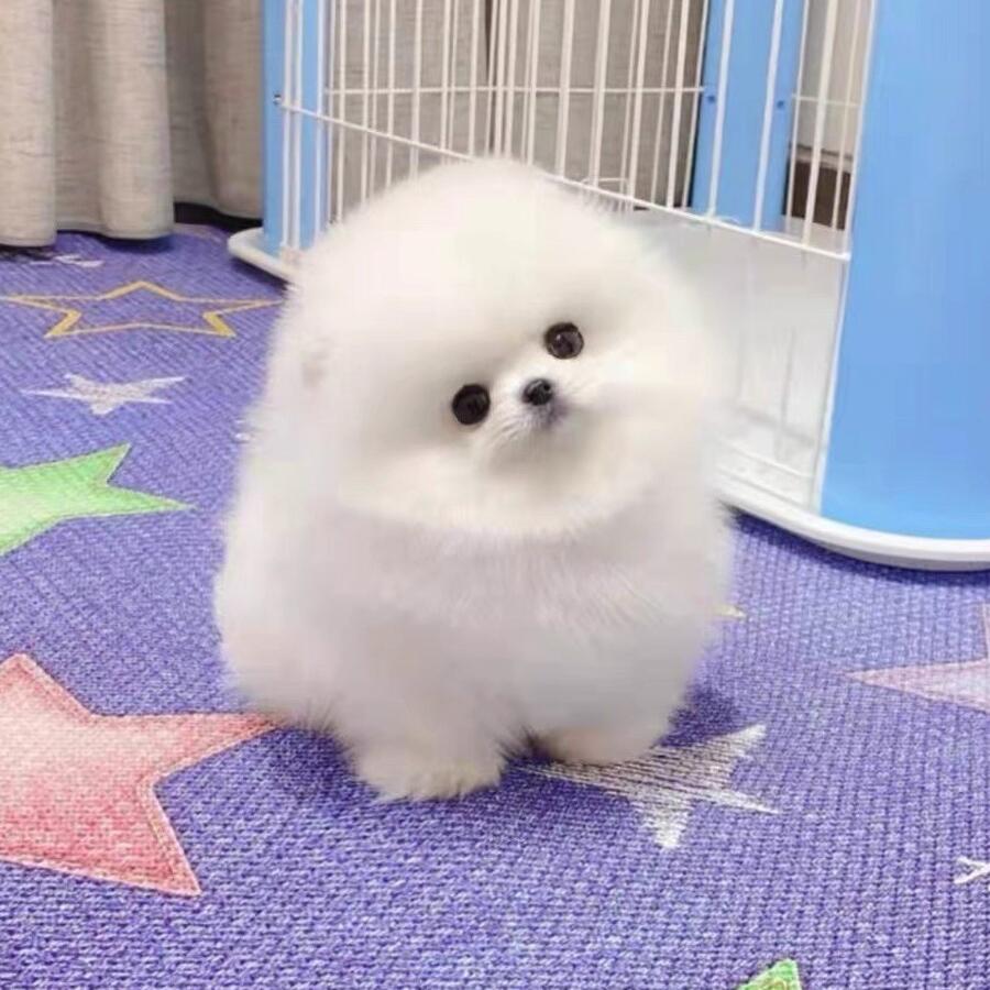 Purebred Pomeranian Puppies, Live Dogs, Pomeranian Small Dogs, Teacup Dogs, Shunji Dogs, Pet Dogs, Companion Dogs, Pet Dogs