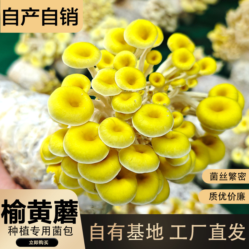 Сорт желтого гриба вяза, пакет грибов, прямая продажа.