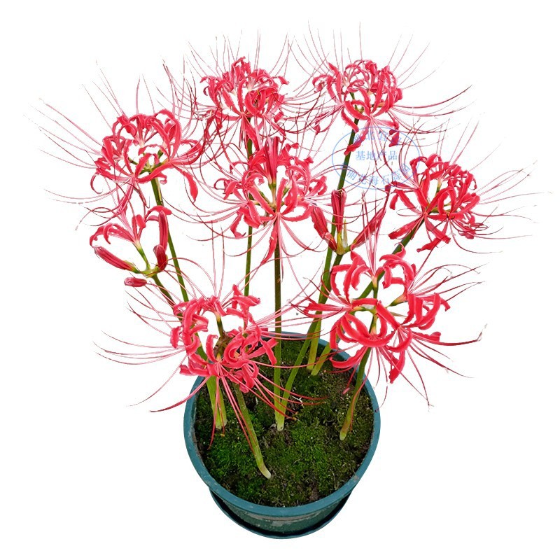 The Other Side of the Flower Bulb Mandala Flower Garden Potted Lycoris Flower Bulb Flower Seeds Multi-Season Planting