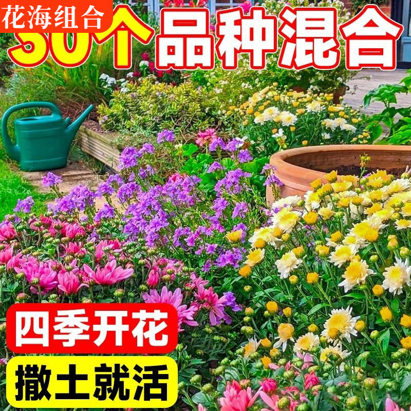 Семена полевых цветов, цветут в любое время года, морозостойкие, цветы космоса, легкие в уходе семена для двора