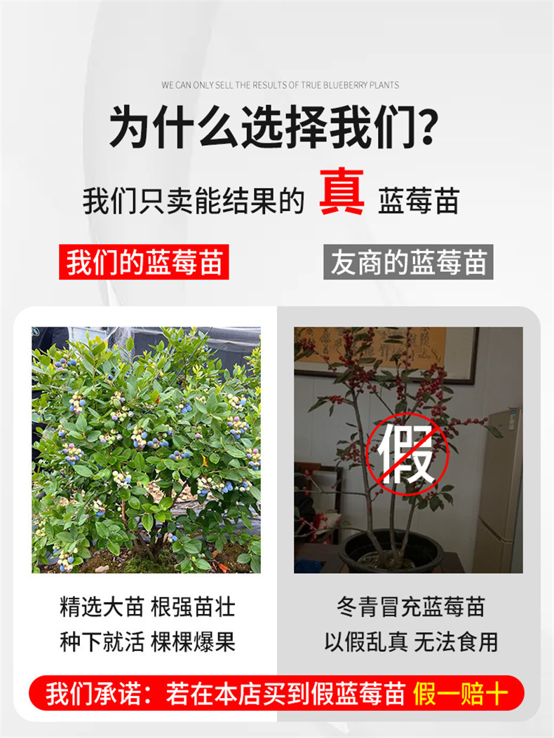 Blueberry Seedlings Potted Blueberry Tree Fruit Seedlings Planted in the North and South All Year Round Fruit Trees Mist Rabbit Eye Extra Large Balcony with Fruit