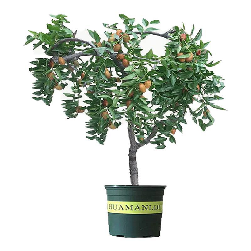 Dropshipping of Zhanhua Winter Jujube Seedlings, Third-Generation Live Seedlings, Potted and Ground-Planted Jujubes in the North and South, Grafted Fruit Saplings