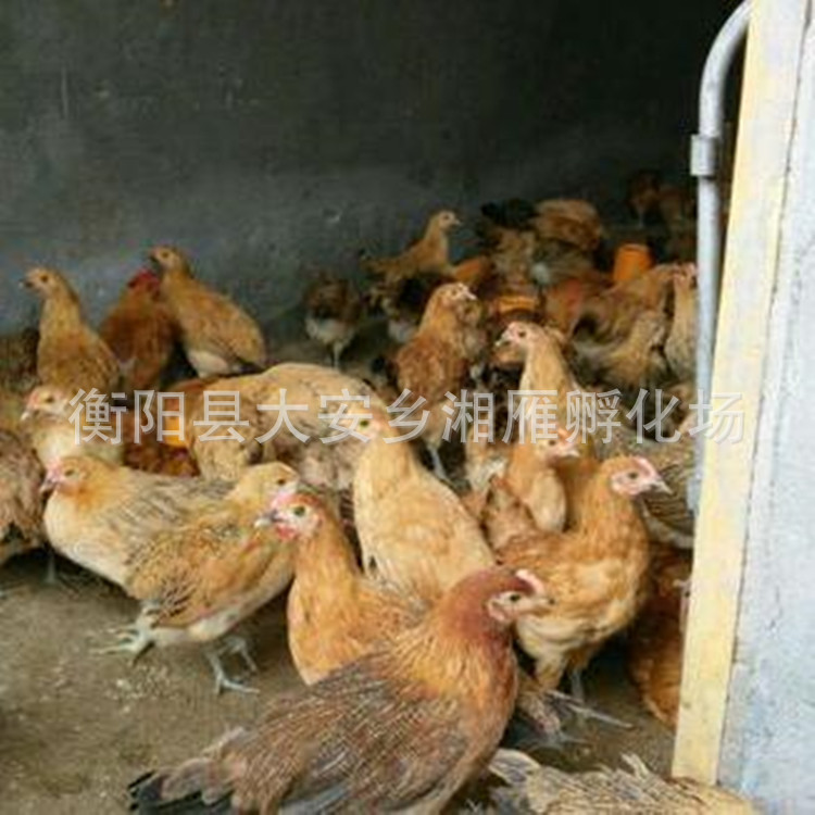 Wholesale One-Day-Old Chicken Seedlings, High-Yielding Egg-Laying Chicken Seedlings, Hemp-Feathered Green-Shell Egg-Laying Chicken Seedlings, Mixed Seedlings, Red Rooster Seedlings, Green-Footed Native Chickens