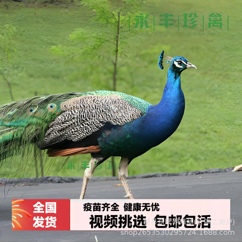 Where Can I Buy a Blue Peacock with Spread Wings? How Much Does It Cost to Raise Live Peacocks for Sale? How Much Does a Peacock Egg and Meat Cost?