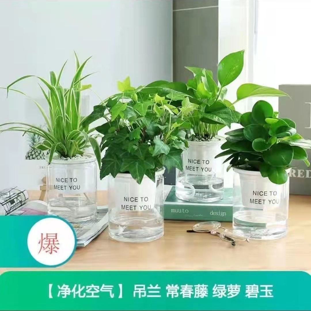 Green dill rich tree asparagus fleshy flower potted plant indoor mint rich bamboo hydroponic small green plant to feed well