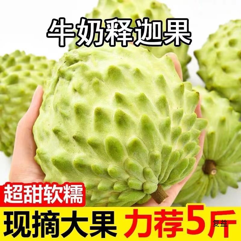 Milk Fresh Custard Apple 2.5kg Seasonal Tropical Fruit Large Fruit Custard Apple Custard Apple Head Fruit 0.5kg Non-Taiwanese Custard Apple