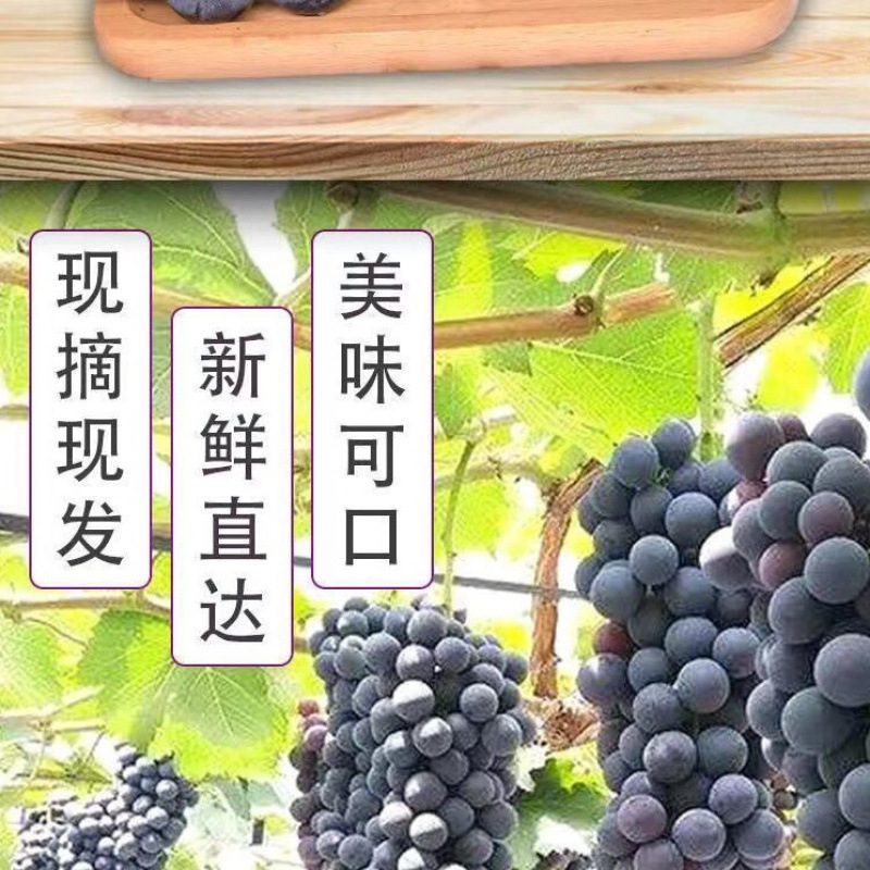 Authentic Northeastern Kyoho Grapes, Direct from the Place of Origin, Non-Summer Black Sweet and Sour Fruit for Pregnant Women, Sf Free Shipping, Whole Box Delivery