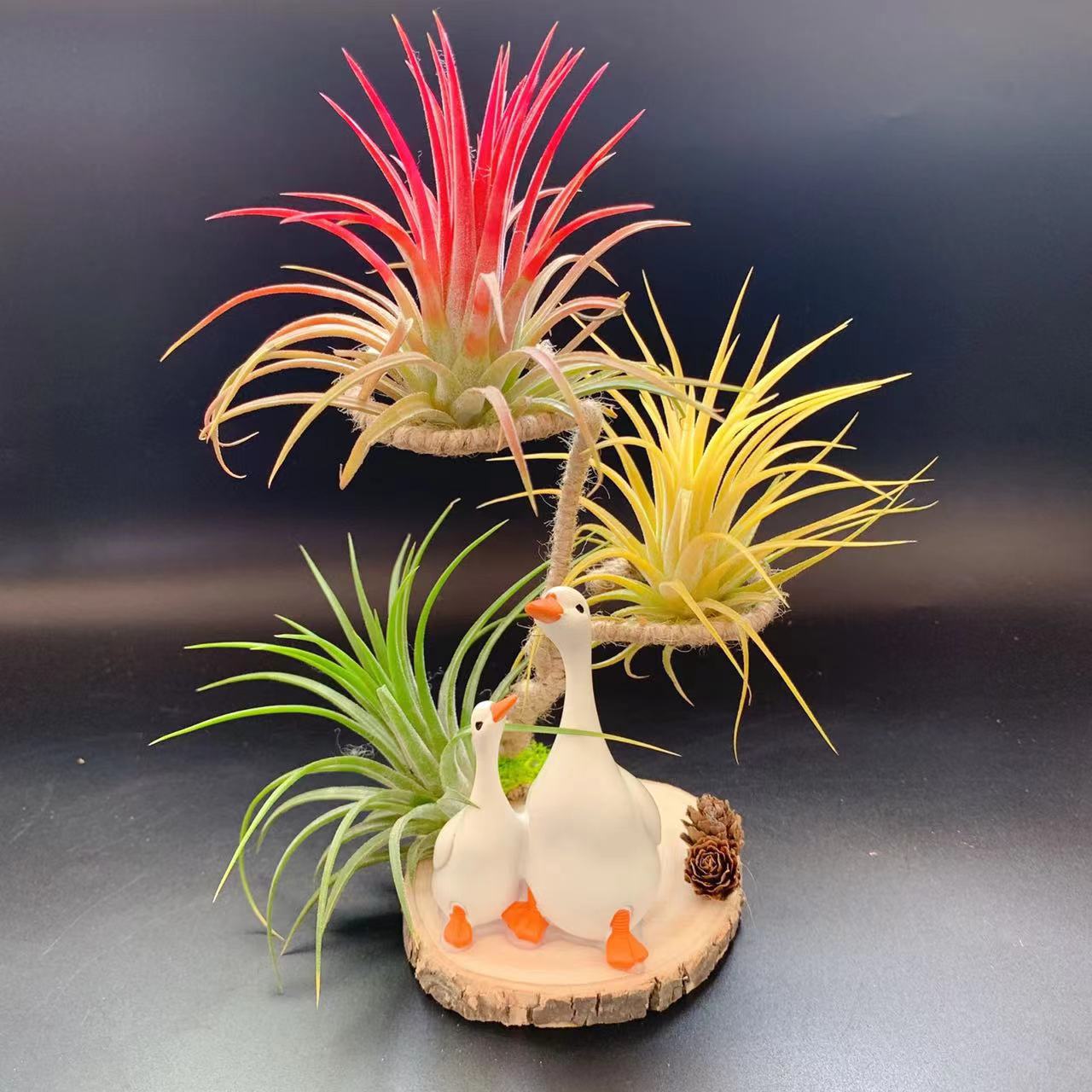 Air Pineapple Base Straight Hair Table Setting Various Plant and Accessories Combinations Holiday Souvenirs Small Gifts