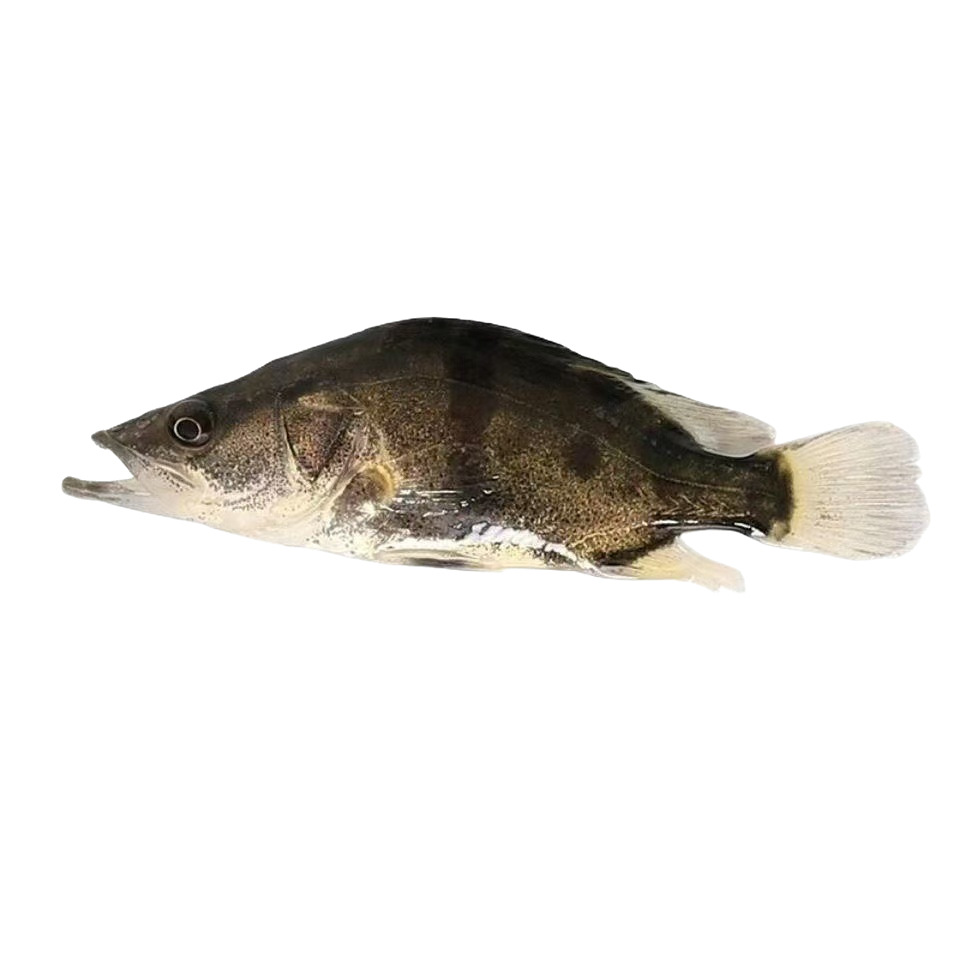 Directly from the Source Factory, Mandarin Fish Fry, Flowerfish, Carnivorous Fish Fry, Various Types of Fish Fry, One-Stop Wholesale, Live Stock Available