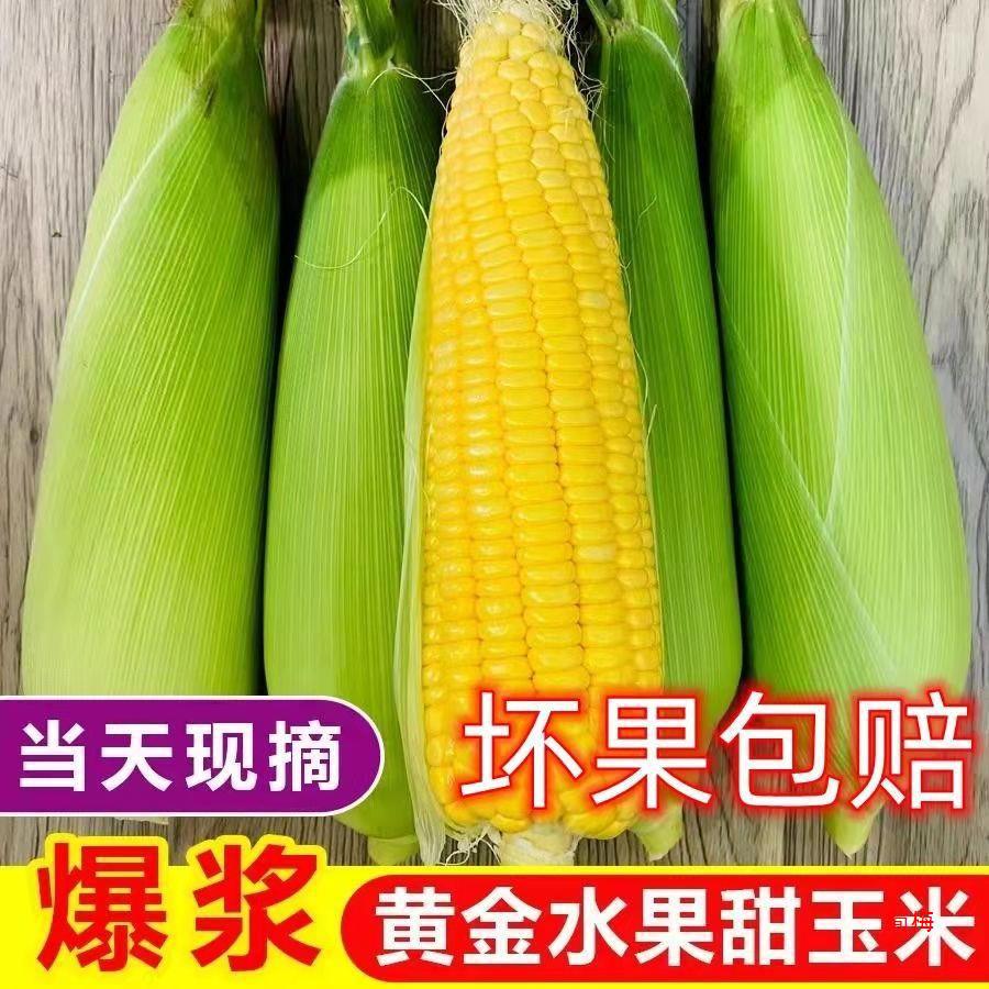 Now pick fresh fruit corn 10kg raw instant sweet corn cobs fried pulp sweet glutinous corn rice vegetables postage