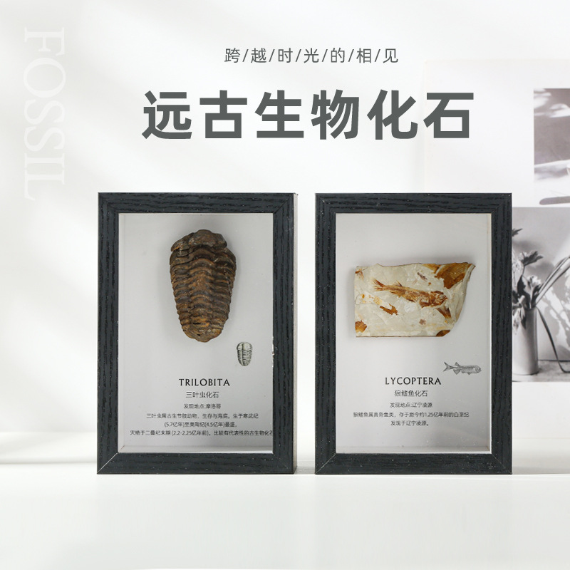 Trilobite fossil Wolf fin fish teeth chrysanthemum fossil ancient biological specimen original stone table popular science collection gift