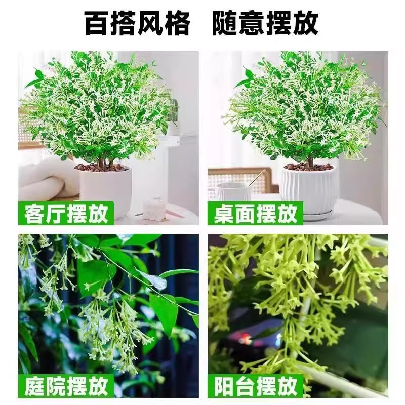 Night-Blooming Jasmine Potted Flower for Indoor Living Room, Easy-To-Care-For Fragrant Mosquito-Repelling Plant for Outdoor Courtyard, Good for Growing Night-Blooming Jasmine Saplings