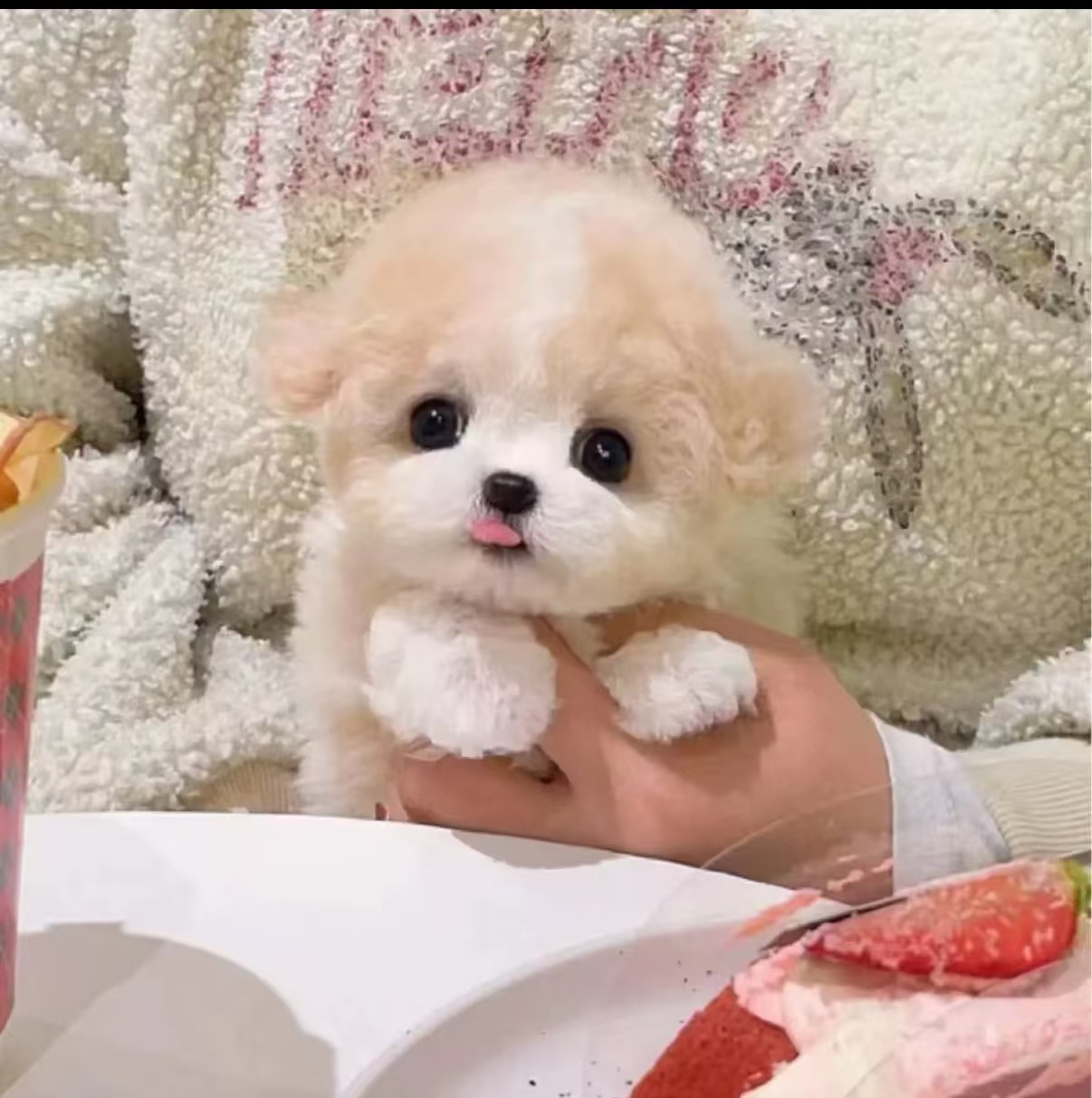 Directly from the Kennel, Live Teacup Dogs, Purebred Teddy Dogs, Home-Bred Dogs, Poodle Puppies, Small Dogs