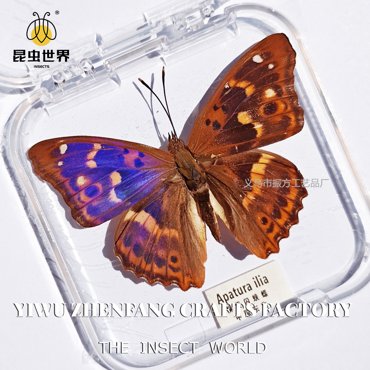 Zhenfang Craft Real Insect Specimen Transparent Boxed Butterfly Wings Girl Children's Holiday Gift Collection Ornaments