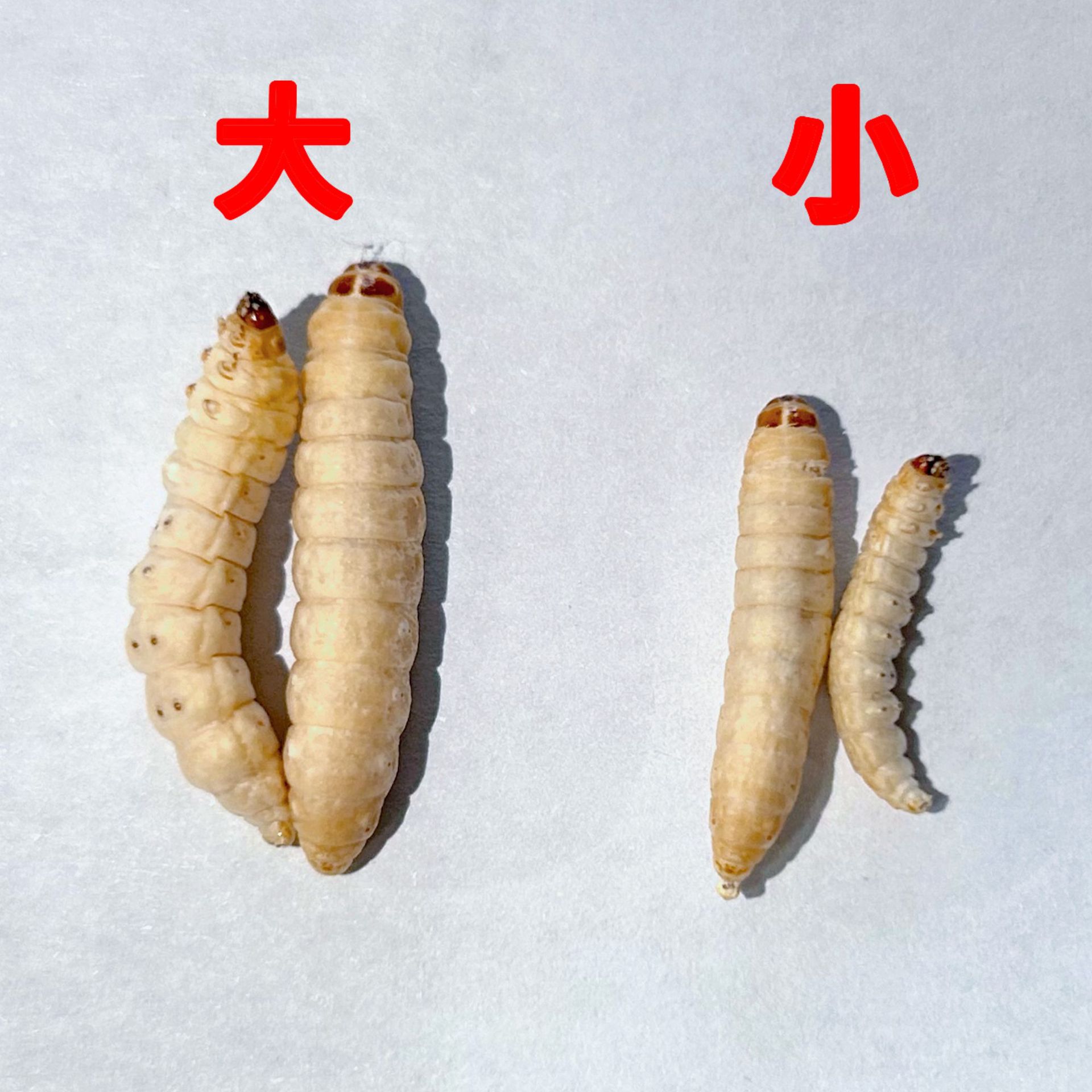 Мелкий сублимированный медовый червь, виноградный червь, кукурузный червь, бесплатная доставка, корм для птиц, вышитые глаза хомячка, геккон