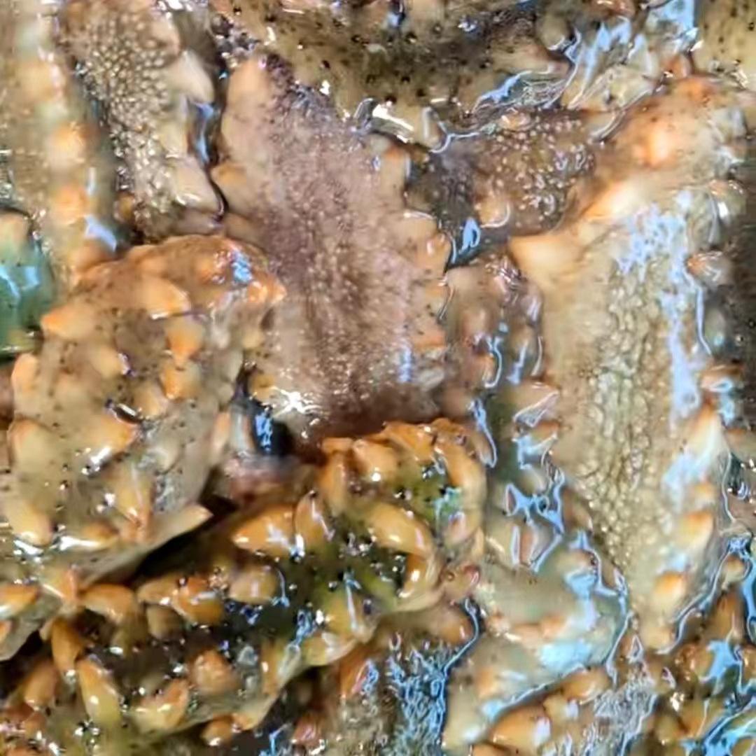 Source Manufacturer Wholesale Light Dried Sea Cucumber Fresh Sea Cucumber Liao Sea Cucumber High Sea Cucumber Flesh Plump Light Dried Small Sea Cucumber Dry Goods