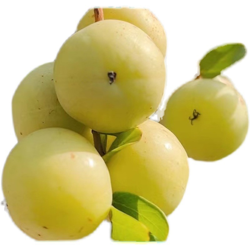 Fresh Persimmon Cakes from Chaoshan, Sweet Oil Fruit, Tangerine Fruit, Loquat Fruit, Fruit Cakes for Pregnant Women, Sweet and Nutritious Fruit