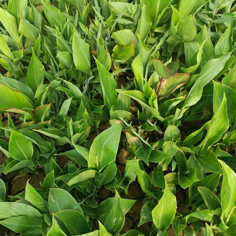 Various Colors of Aquatic Canna Seedlings Purify Pond Water Quality. Aquatic Plants Undertake Various Water Purification and Repair Projects