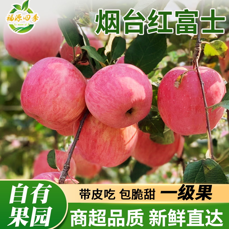 Поставка круглый год, свежие сезонные яблоки красного фудзи из Янтая, оптовая продажа, дропшиппинг