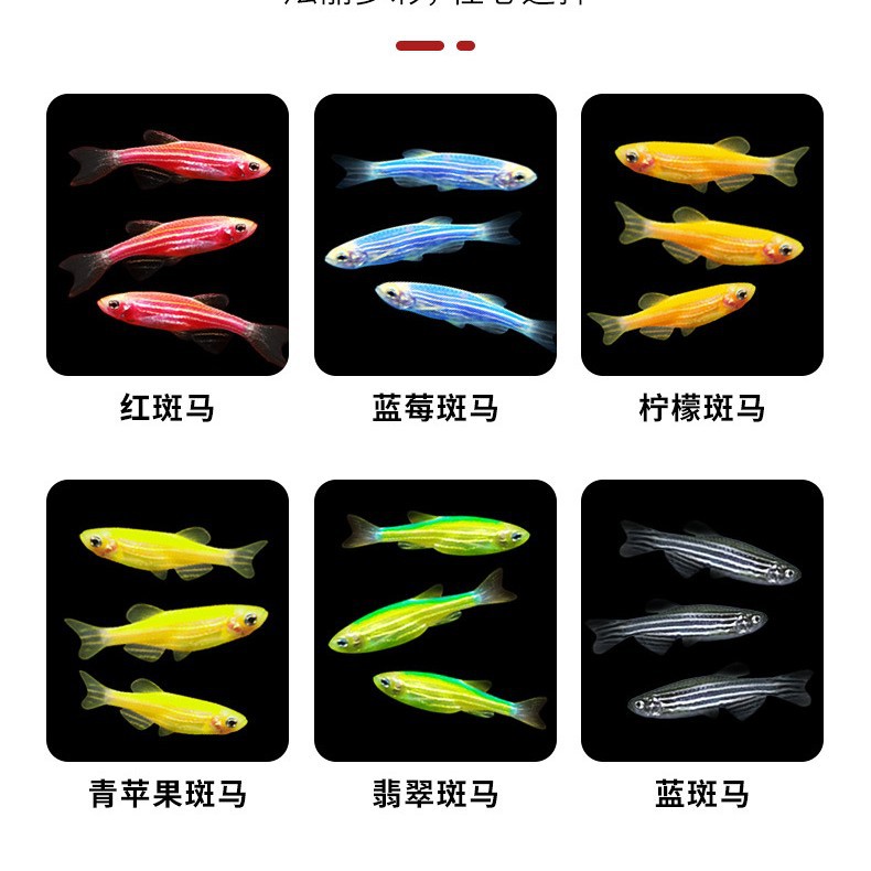 Ornamental Fish Zebrafish Red Zebrafish Candy Zebrafish Golden Zebrafish Purple Gold Zebra Small Fish Live Package