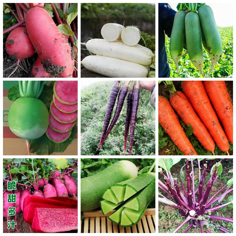 Manufacturer Wholesale Autumn Radish Cabbage Lettuce Rapeseed Color Bag Original Seed Cabbage Seeds Seedlings Vegetable Seeds