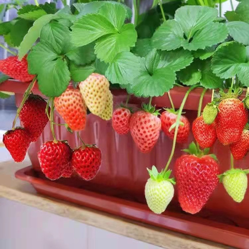 Саженцы клубники, четырехсезонные кремовые клубники с почвой и листьями, комнатные растения, высаженные на севере и юге, съедобные для балкона, урожай в конце года