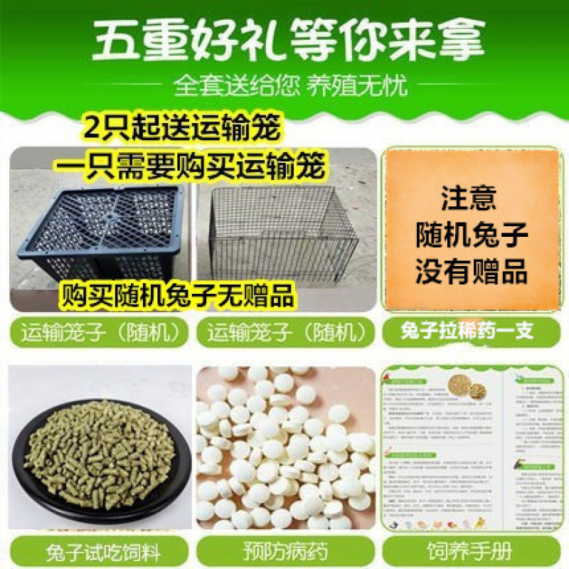 Rabbit Live Animal Meat Rabbit Optional Pair of Pet Rabbits Domestic Rabbit Live Seedlings Belgian White Rabbits Domestic Rabbits