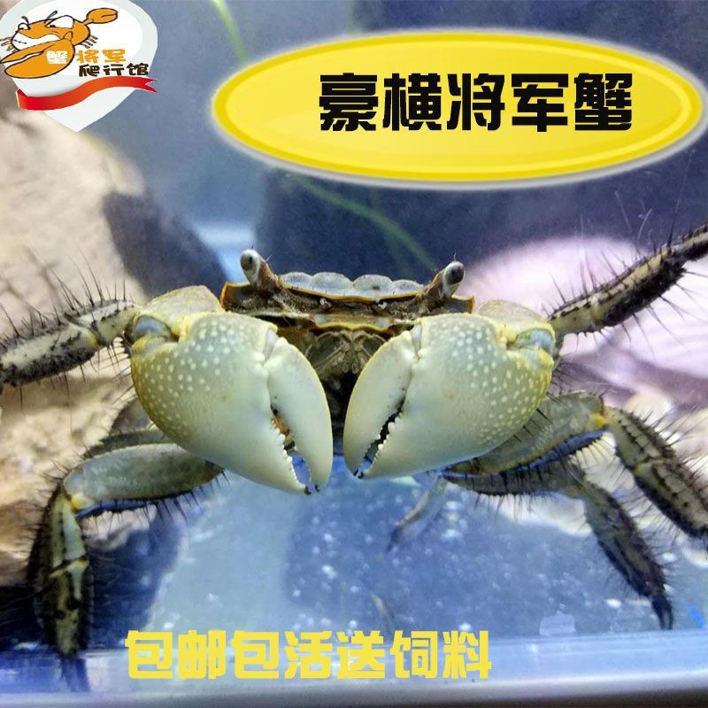 Ручной краб, перцовый краб, декоративный краб, крупный размер