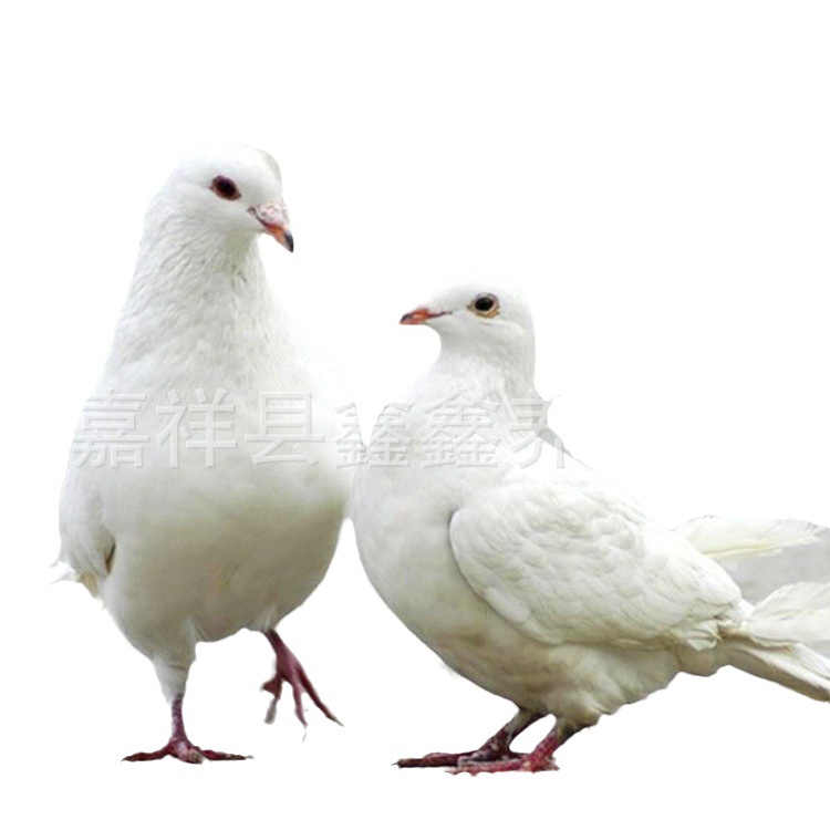 For Sale: Large White-Feathered Meat Pigeons, American Floor-Standing King Pigeons, Shandong Jinan Large Meat Pigeon Breeding Base
