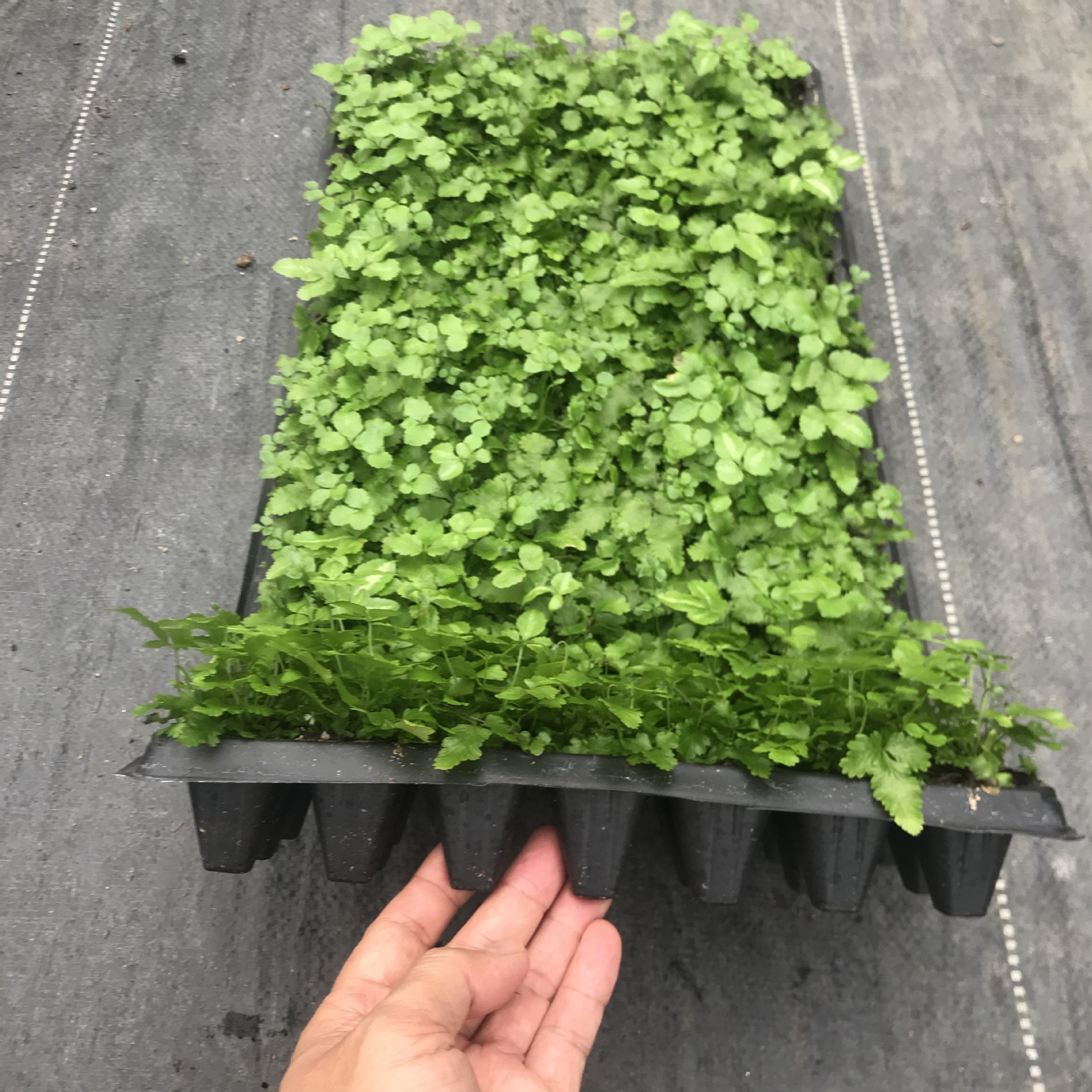 Micro-Landscape Awa Line Fern Dense-Leaf Fern Plant Shade-Tolerant Living Room Indoor and Outdoor Maintenance Easy to Live Interesting Evergreen All Year Round