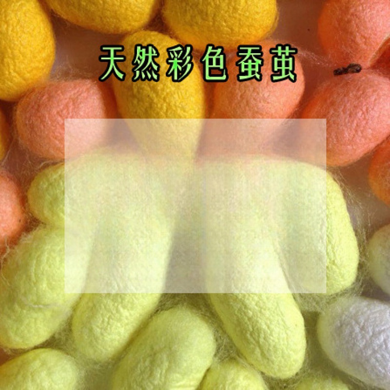 Complete natural beauty silkworm cocoon art worker silkworm cocoon white cocoon colored silkworm cocoon dried cocoon live pupa cocoon clean high quality