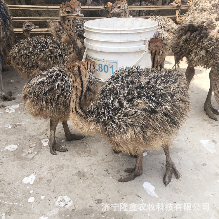 Where to Buy Ostrich Seedlings, Egg-Laying Ostrich Prices, Ostrich Egg Seedling Prices, Live Ostrich Breeding Techniques