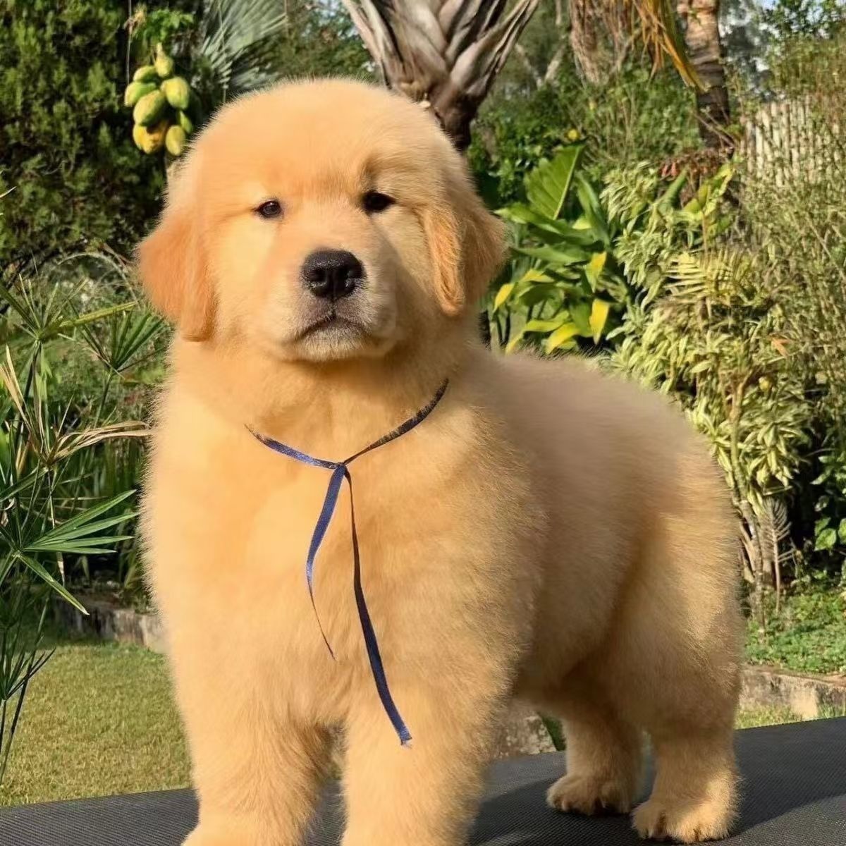 Purebred Golden Retriever Puppy Live Animal Pet Dog Double-Breed Large-Frame Guard Dog Large Breed