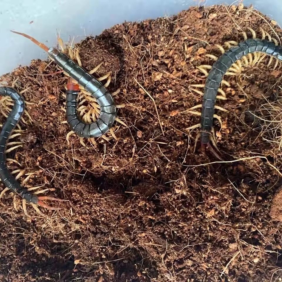 Scorpions, Centipedes, Earth Elements, Fresh Insects, Tiger-Headed Bees, Cockroaches, Dung Beetles, Grubs, Black Ants