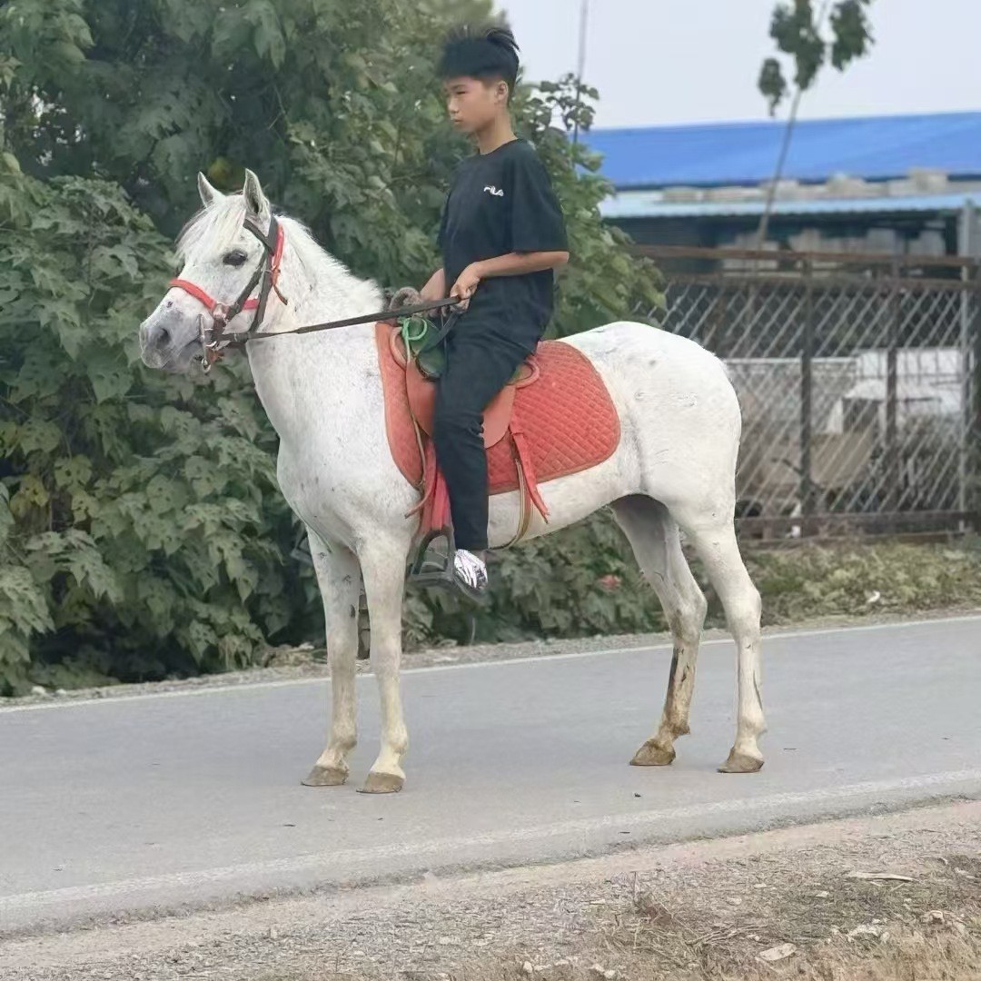 Сколько стоит покататься на карликовой лошади Дебао? Живописная карликовая лошадь для развлечения гостей. Поставки для верховой езды для детей