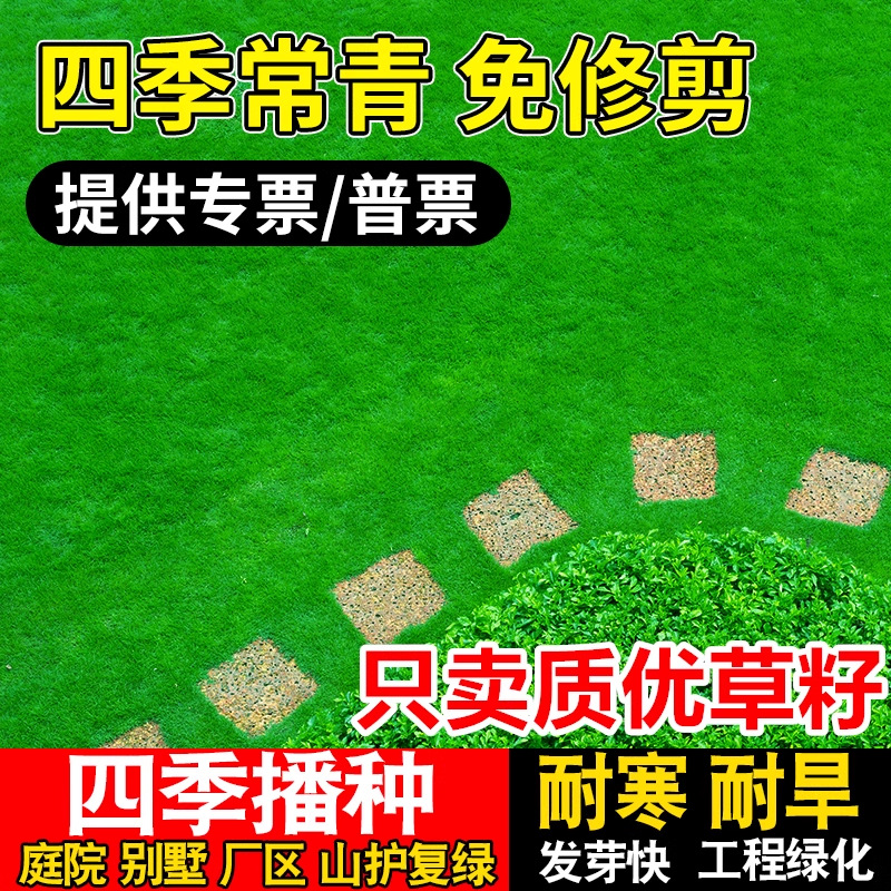 Семена травы для защиты склона, бермудская трава, манильская вечнозеленая трава, ковровая трава, семена райграса