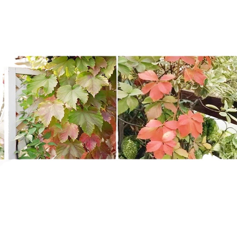 Ivy Seed Saplings, Non-Deciduous Grass Seeds, Rattan Climbing Plants, Wall-Climbing Tiger Seedlings, Three-Five-Leaf Four-Season Seeds