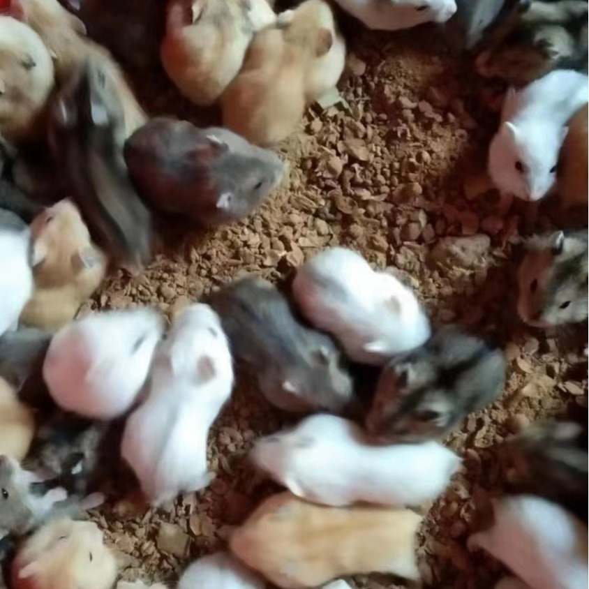 Оптовая продажа хомяков, живые трехлинейные фиолетовые хранилища, серебряные лисицы, свекровь, молочный чай