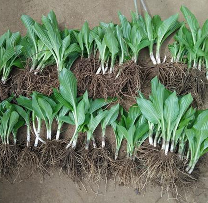 Hosta Flower Seedlings, Purple Flower Hosta Roots, White Flower Hosta, Municipal Greening Grass Flower, Hosta Flower Blooms in the Same Year and Is Easy to Survive
