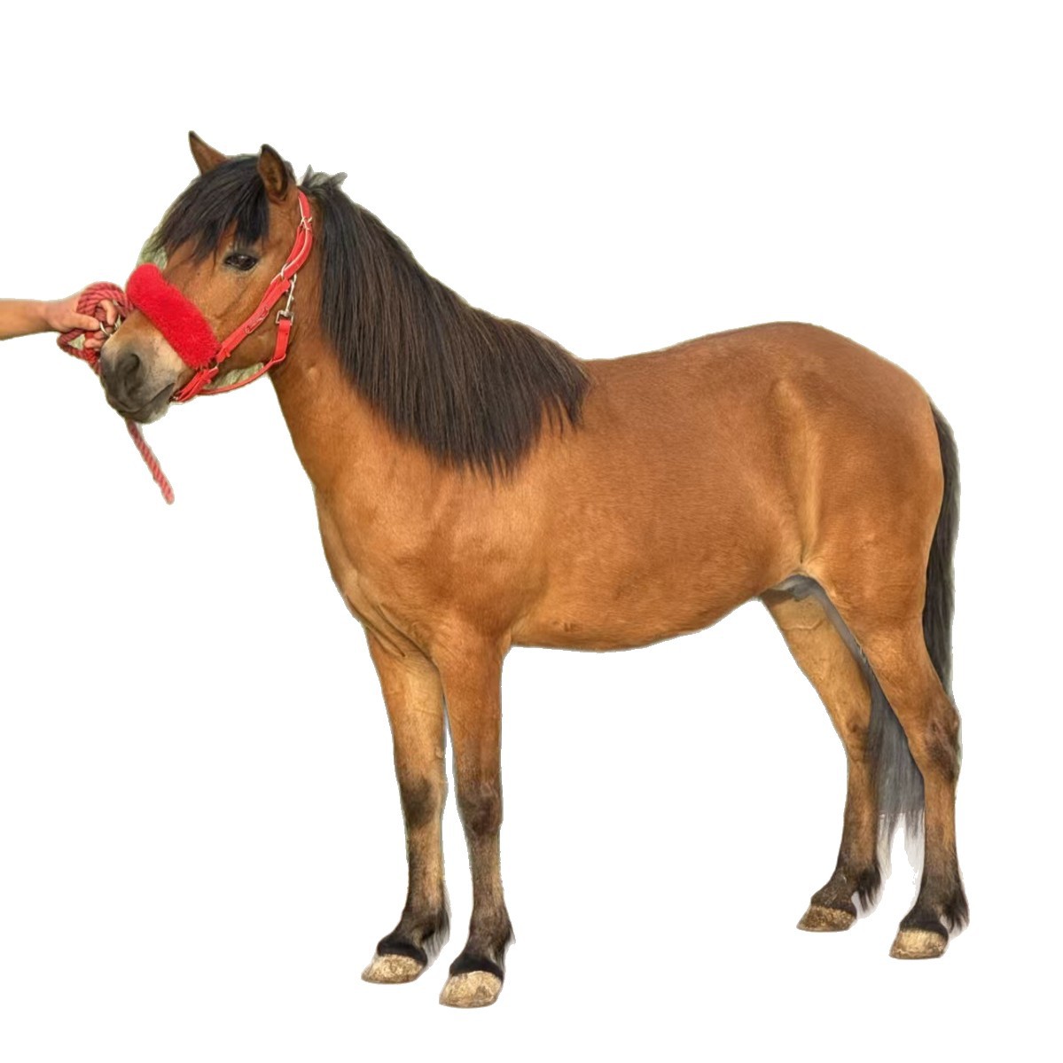 Purebred Debao Miniature Pony, Mini Pony for Pulling Carts, Children's Riding Pony, Miniature Pony for Estate and Scenic Area Viewing