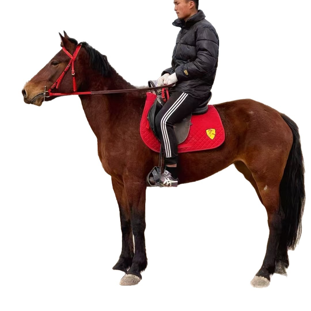 Children's Tutorial on Riding the Arabian Breed of Horses, Live Estate Hospitality Horses, Ornamental Carriage Horses for Sale and Recycling