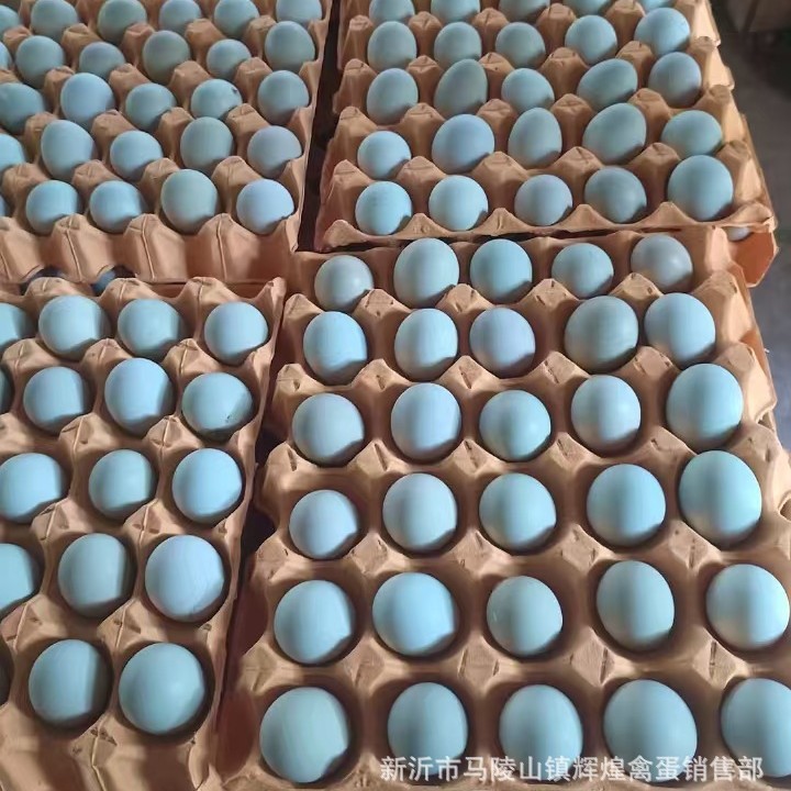 Farm Wholesale Large Green Shell Eggs Fresh Free Range Green Shell Black Eggs Farm Local Eggs Green Shell Grass Eggs
