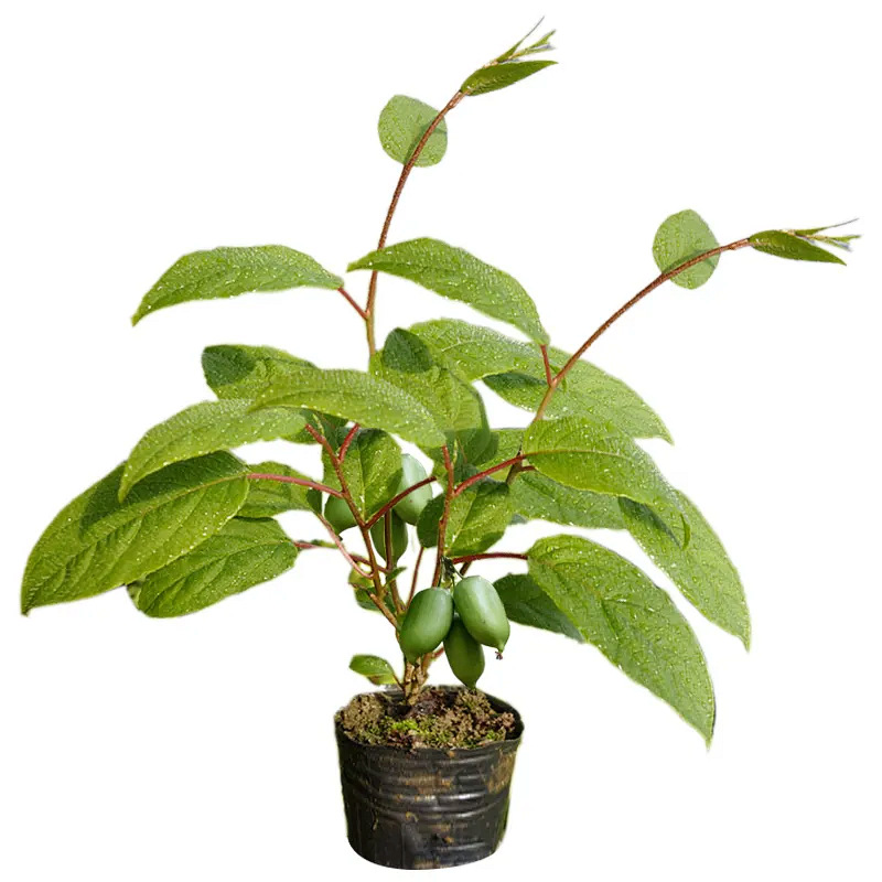 Dropshipping Longcheng No. 2 Soft Jujube Kiwi Saplings Grafted with Self-Pollinating Rose Fragrant Basin Planting in the North and South