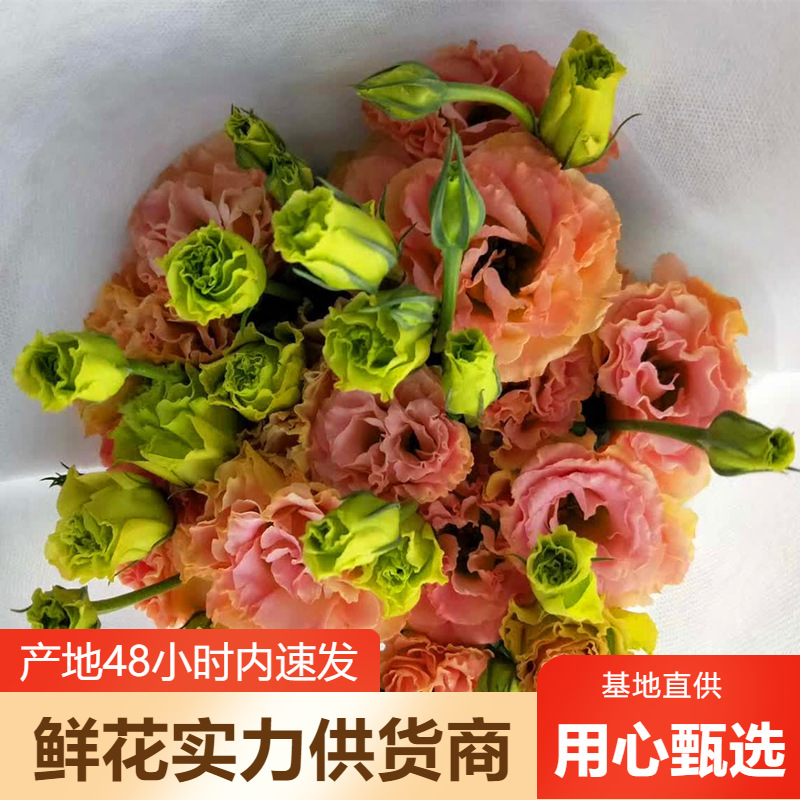 Оптовая продажа эустомы из Юннани, цветы для свадебного декора