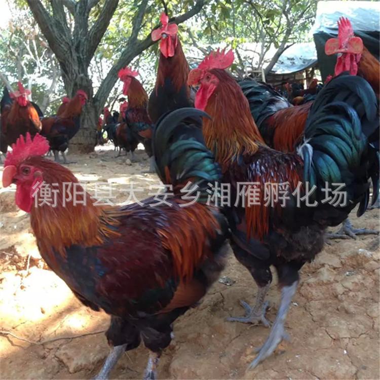 For Sale: Blood-Feathered Native Chicken Chicks, Red-Feathered Native Chicken Chicks, Hemp-Feathered Green-Footed Hen Chicks, Egg-Laying Red Rooster Chicks, Hatching Chicks