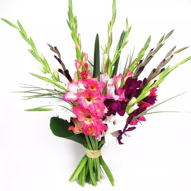 Gladiolus Bulbs Imported Gladiolus Seeds Are Simple and Easy to Live Indoor Potted Florals and Courtyard Ground Plant Bulbs