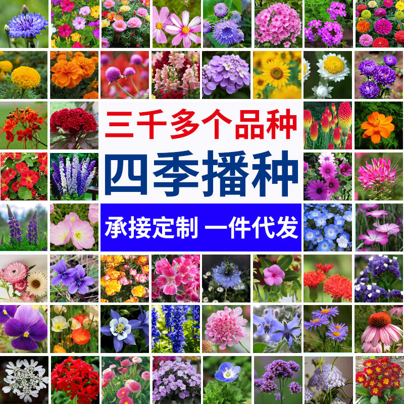Популярные семена в маленькой упаковке 60 видов цветов, подходят для всех сезонов, семена для домашнего сада для начинающих с высокой всхожестью